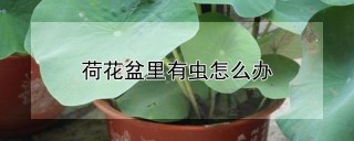 荷花盆里有虫怎么办,第1图