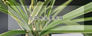 兰花焦尖要剪吗,第1图