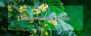 桂花掉叶子是怎么回事怎么补救,第1图