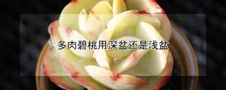 多肉碧桃用深盆还是浅盆,第1图