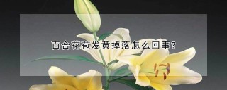 百合花苞发黄掉落怎么回事?,第1图