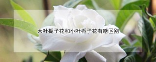 大叶栀子花和小叶栀子花有啥区别,第1图