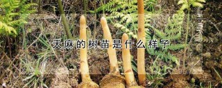 天麻的树苗是什么样子,第1图