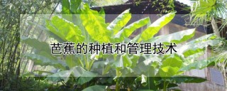 芭蕉的种植和管理技术,第1图