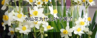 水仙花为什么叶子黄了,第1图