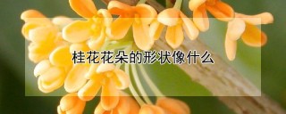 桂花花朵的形状像什么,第1图