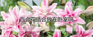 百合花适合放在卧室吗,第1图