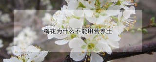 梅花为什么不能用营养土,第1图