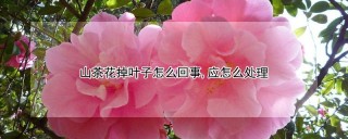 山茶花掉叶子怎么回事,应怎么处理,第1图