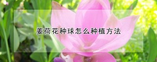 姜荷花种球怎么种植方法,第1图