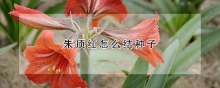 朱顶红怎么结种子,第1图