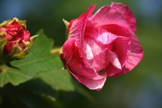 芙蓉花如何结种子,第3图