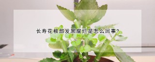 长寿花根部发黑腐烂是怎么回事?,第1图