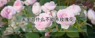 家里为什么不能养玫瑰花,第1图