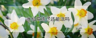 水仙花冻了还能活吗,第1图