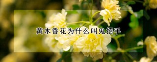 黄木香花为什么叫鬼招手,第1图