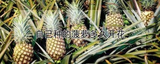 自己种的菠萝多久开花,第1图