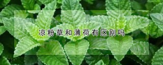 凉粉草和薄荷有区别吗,第1图