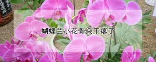 蝴蝶兰小花骨朵干瘪了,第1图