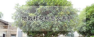 地栽桂花树怎么养护,第1图