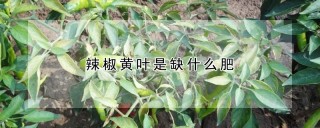 辣椒黄叶是缺什么肥,第1图