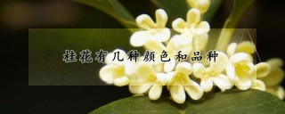 桂花有几种颜色和品种,第1图