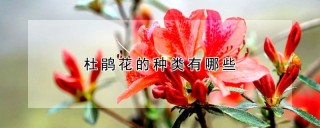 杜鹃花的种类有哪些,第1图