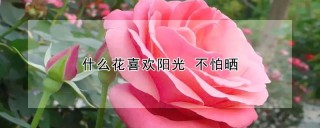 什么花喜欢阳光 不怕晒,第1图