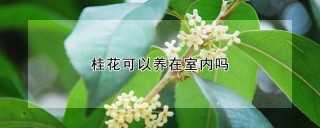 桂花可以养在室内吗,第1图