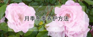 月季冬季养护方法,第1图