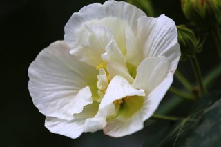 水培芙蓉花叶片几天换水的,第2图