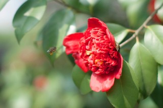 茶花花瓣变黄原因,第2图