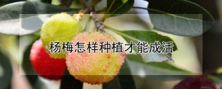 杨梅怎样种植才能成活,第1图