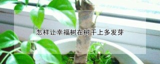 怎样让幸福树在树干上多发芽,第1图