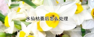 水仙枯萎后怎么处理,第1图