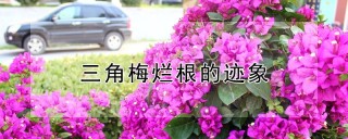 三角梅烂根的迹象,第1图