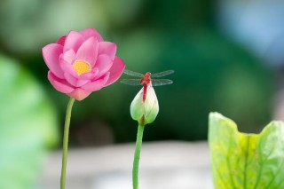 荷花一般什么时候开，最早5月就能绽放,第5图