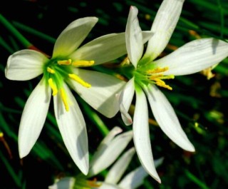 百合花开败后从哪里剪，从残花开始修剪保留球茎,第5图