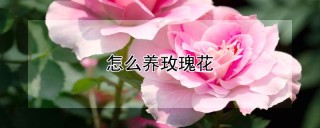 怎么养玫瑰花,第1图