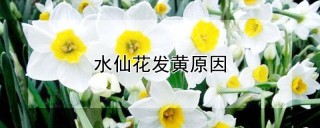 水仙花发黄原因,第1图