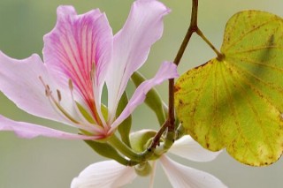 紫荆花什么时候修剪,第3图