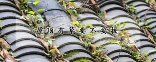 屋顶有草要不要拔,第1图