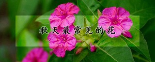 秋天最常见的花,第1图