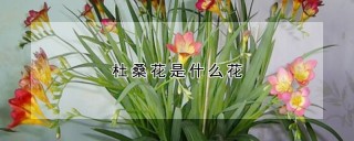 杜桑花是什么花,第1图