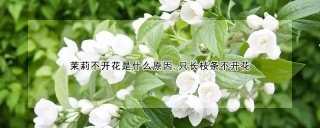 茉莉不开花是什么原因,只长枝条不开花,第1图