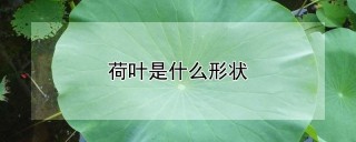 荷叶是什么形状,第1图