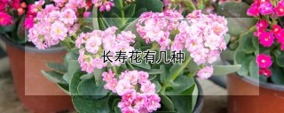 长寿花有几种,第1图