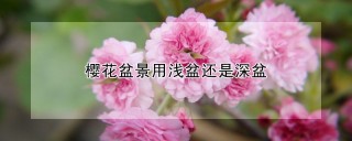 樱花盆景用浅盆还是深盆,第1图