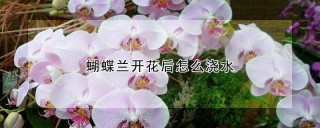 蝴蝶兰开花后怎么浇水,第1图