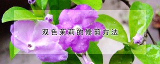 双色茉莉的修剪方法,第1图